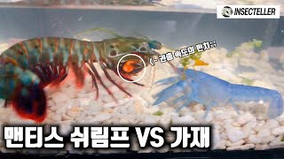 어항도 박살낸다는 '맨티스 쉬림프' 얼마나 강할까? [국왕전 스페셜매치] Giant Smashing Mantis Shrimp VS Blue Claw Crayfish