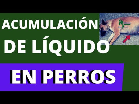 Video: Hincharse en los perros: causas, síntomas, primeros auxilios