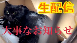 【生配信2/21】保護したクロちゃんの今後についてお話します