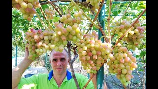 Виноград Атлантида. Сезон 2021 (Grape Atlantis. Season 2021)