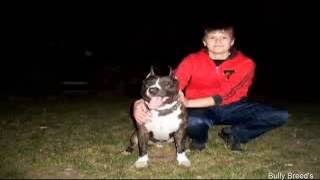 American Staffordshire Terrier Fazendo Exercícios Para Drenar A Energia