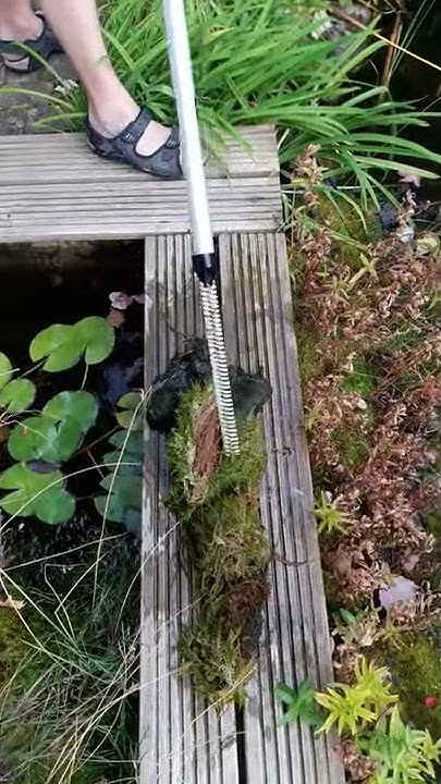 54+ Moos Im Teich Entfernen, Zuerst das waschsoda in heißem wasser