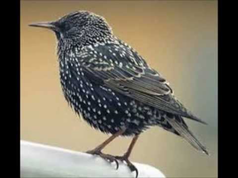 Song Of The Starling (canto Del Storno)