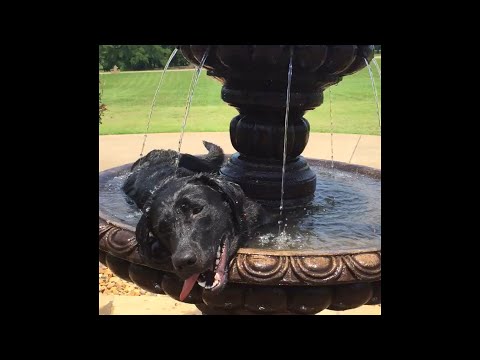 Hot Puppy Sitting in a Fountain To Cool Off