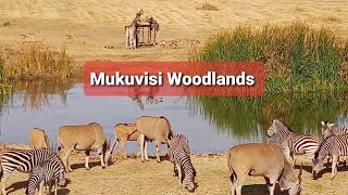 Mukuvisi Woodlands Zimbabwe a world of wonders.#zimbabwe #harare #africa #woodland #trees screenshot 4