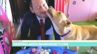 A Fun Tour of The Hotel for Homeless Dogs! | Studio 10 WJAR - Cumberland, Rhode Island