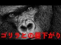 ゴリラとの昼下がり