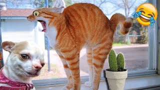 New Funniest Dogs and Cat A Lot of Laughter All Day # | Pets Tv