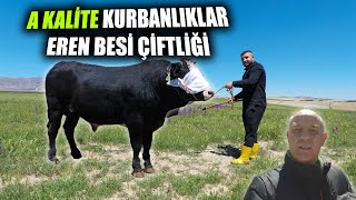 Eren Besi Çiftliğinin 2024 Kurbanlık Fiyatları