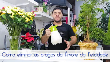 Como acabar com as pragas da árvore da felicidade?