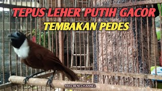 TEPUS LEHER PUTIH GACOR TEMBAKAN PEDES
