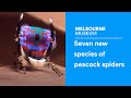 See Seven New Dazzling, Dancing Peacock Spiders | Smart News - Smithsonian.com