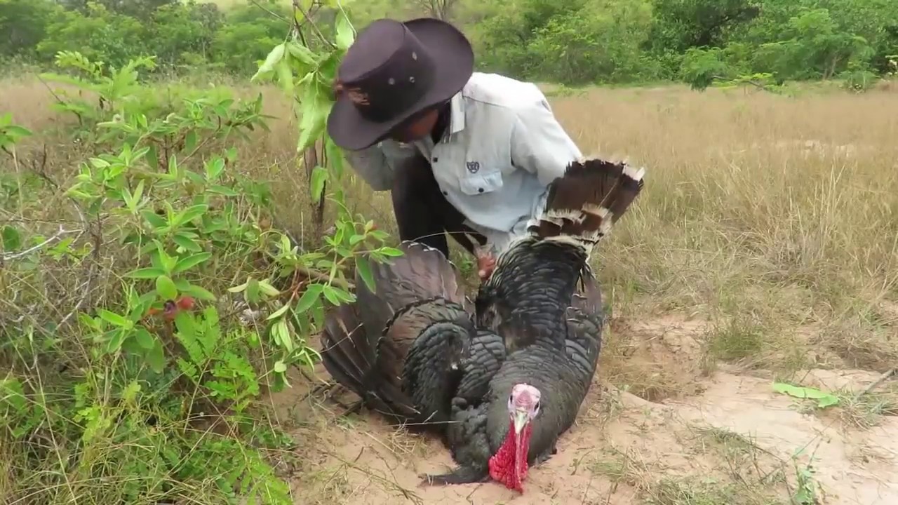 Big daddy catch Turkey / Trap Using Turkey Nest   Childrens Make Best Turkey Trap