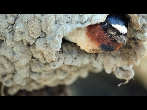 Video: Why Do Swallows Build Nests Under The Ridge Of A House
