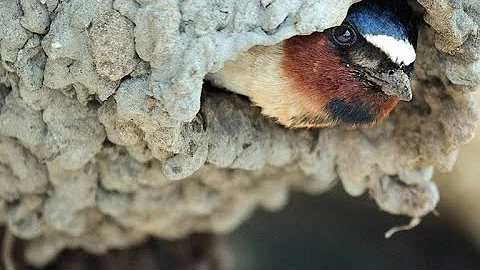 How Bison Are Helping Cliff Swallows Build Their Nests - DayDayNews