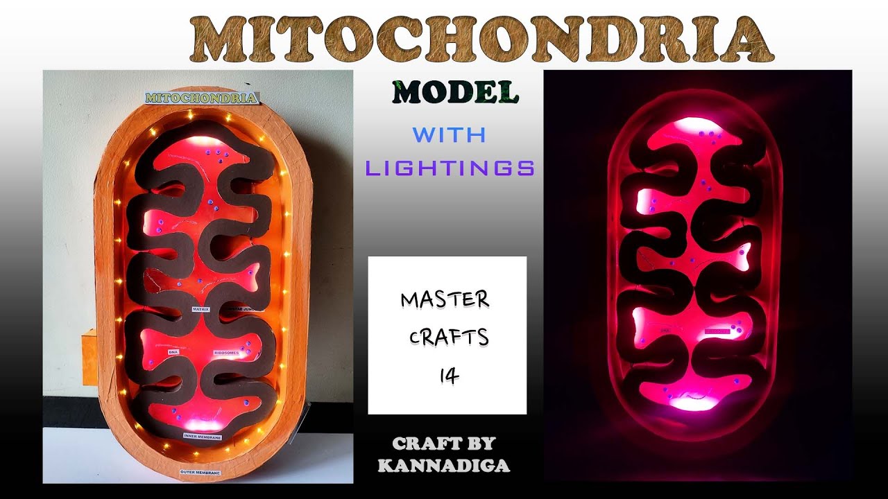 A 3D Mitochondria Model The powerhouse of the cell / mitochondria model ...
