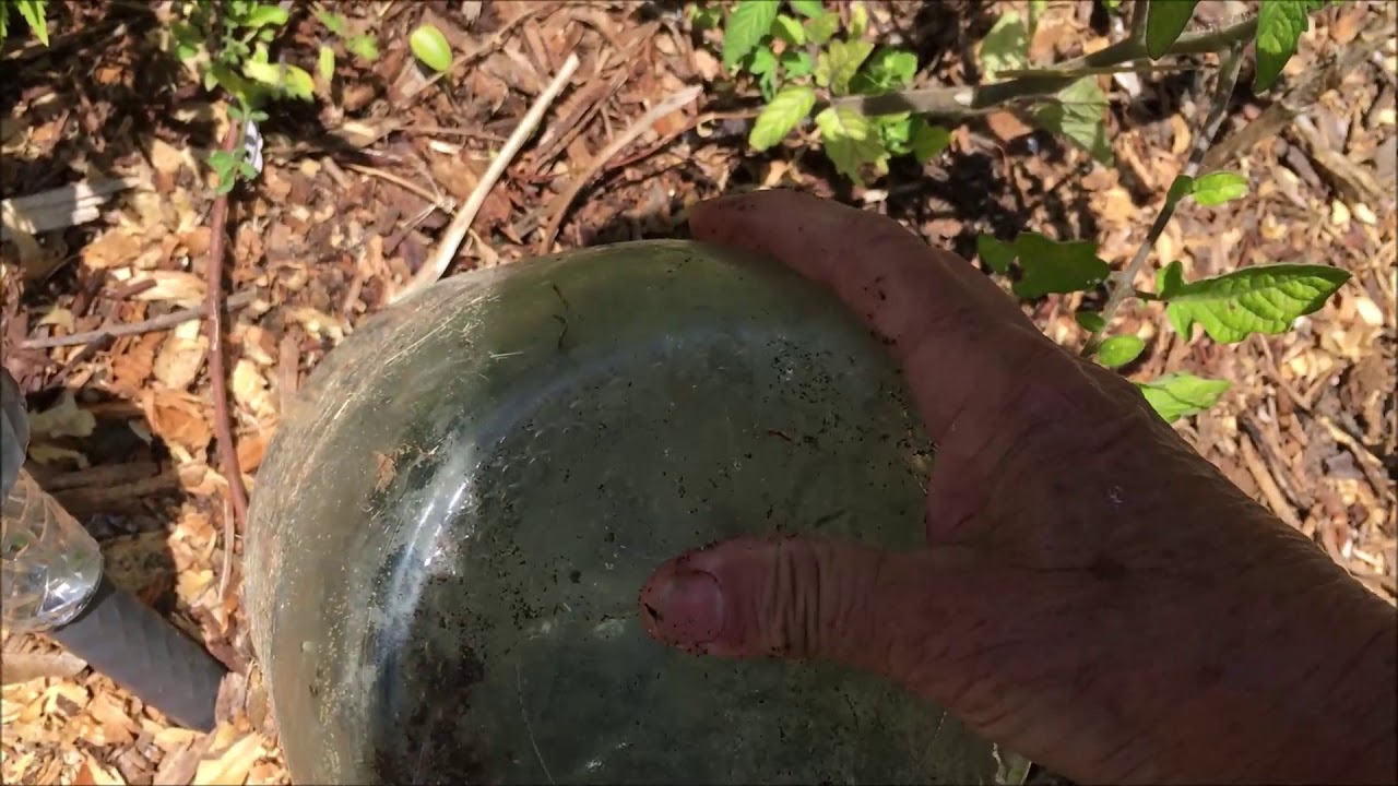 DIY Drip Irrigation System using gallon jugs/Food Forests Use Less