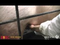 Sow Ultrasound Training Video