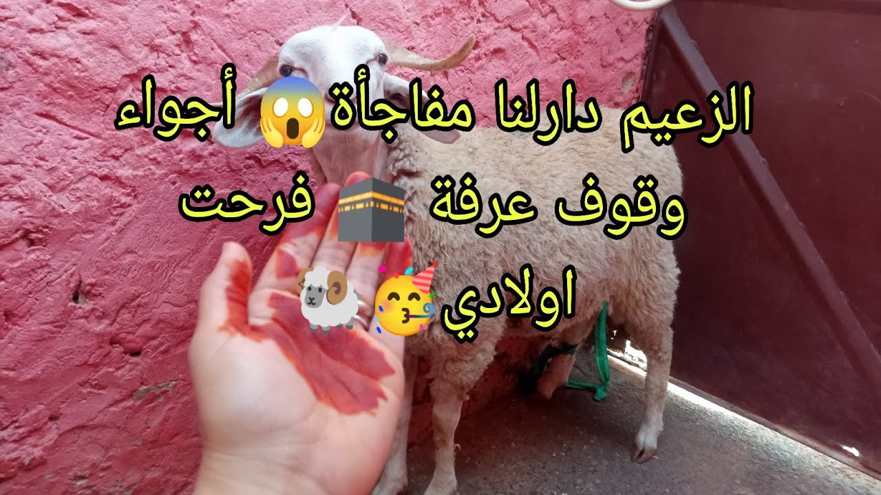 الزعيم دارلنا مفاجأة😱على نياتكم ترزقون🤗أجواء وقوف عرفة🕋جبنا كبش بقرونه🐏ربي يخليلنا الزعيم 🤲❤صح عيدكم