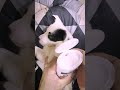 Small rescue puppy spa day 