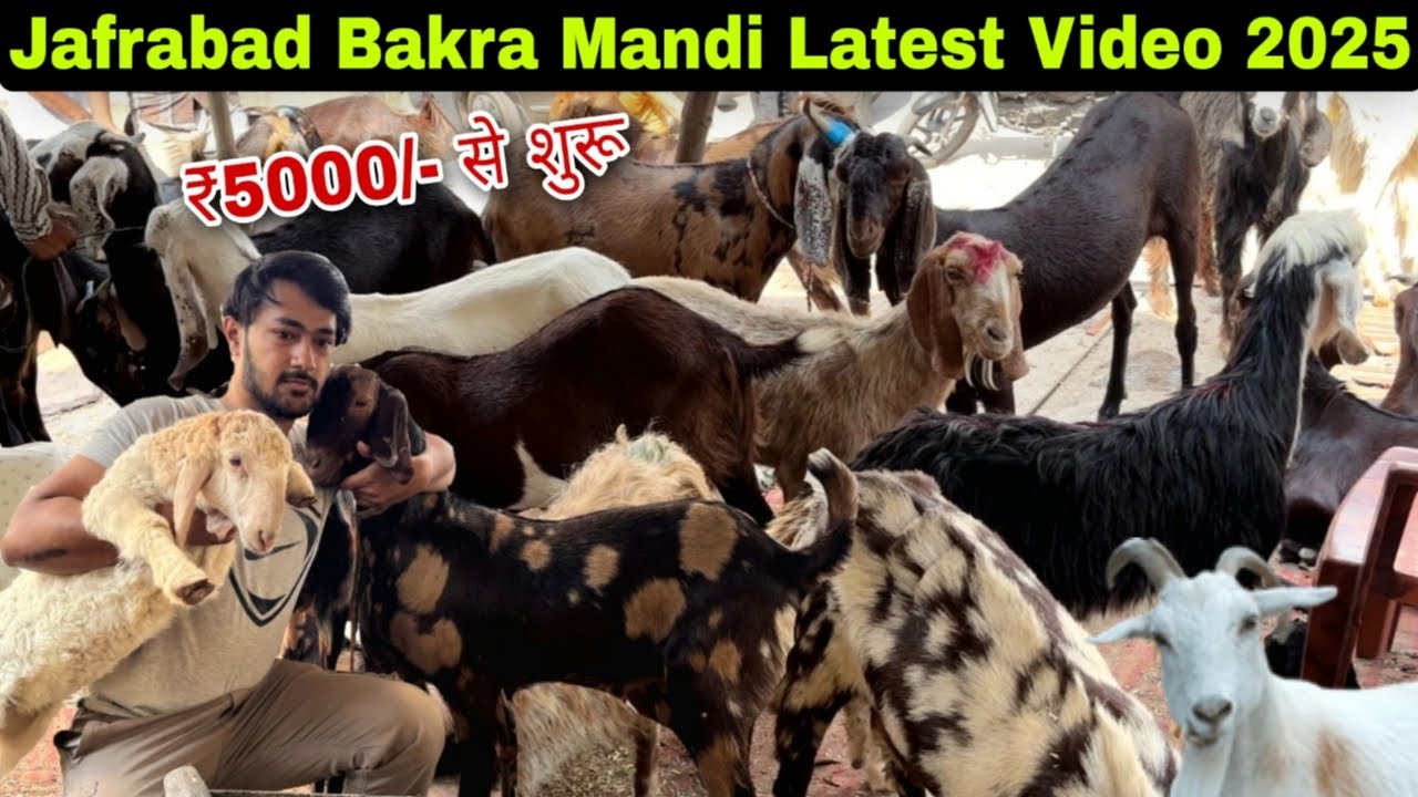 Jafrabad Bakra Mandi 2025 Latest Video | Delhi Jafrabad Bakra Mandi | Jafrabad Bakra Mandi