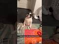 Funny French Bulldog Compilation 😂 Don’t Look at the Sound 🤫 #shorts