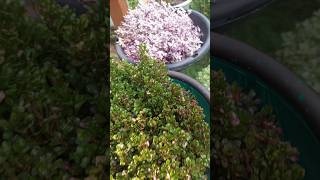 Garden plants arrangement ideas #garden #gardenlover #summerplant  #homegardening #ytshorts  #shorts