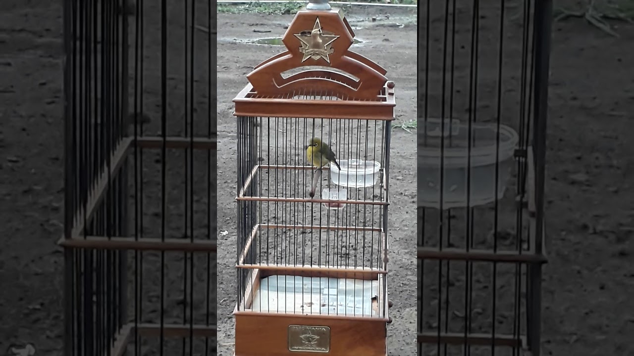 Burung kecil suara nyaring hebat bingit cui... 