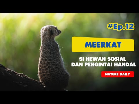 Video: Apakah meerkat tinggal di suatu tempat?