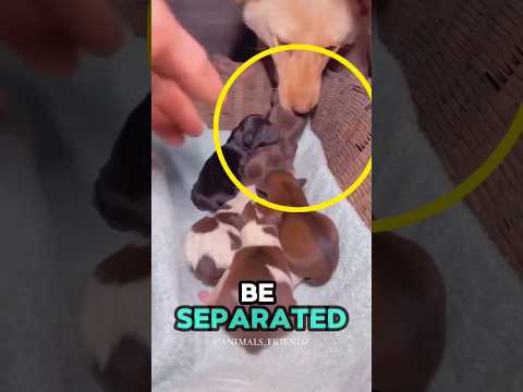 this mama dog