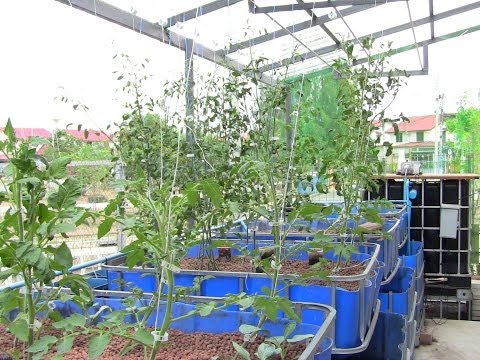 Dutch Bucket Tomatoes vs Aquaponic Tomatoes | Doovi