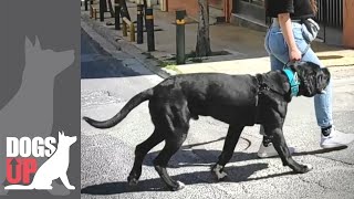 Cane Corso Εκπαιδεύοντας τον γιγαντόσωμο Hugo