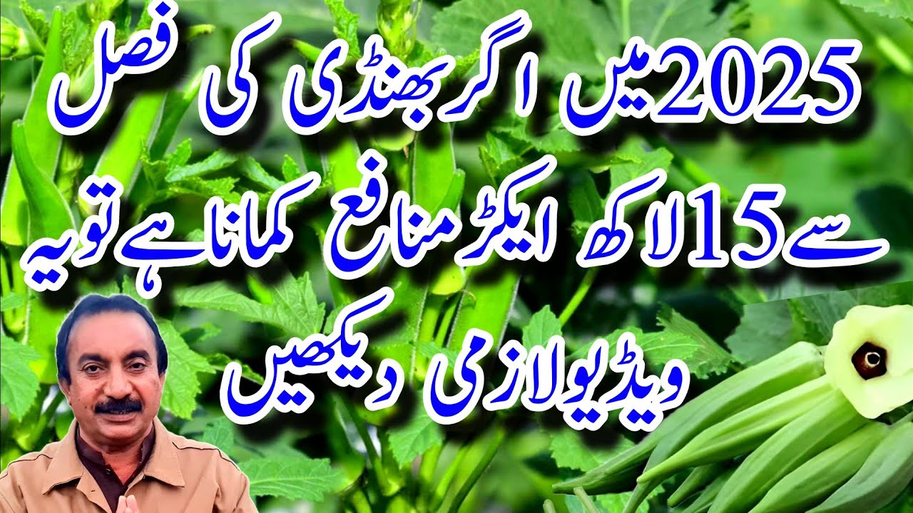2025میں اگربھنڈی کی فصل سے15لاکھ ایکڑ منافع کمانا ہے تو یہ ویڈیو لازمی دیکھیں۔