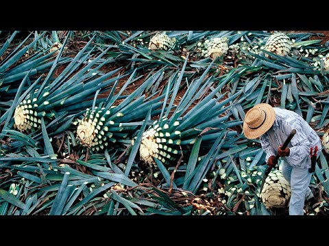 How Tequila Made From Agave   Blue Agave Cultivation and Harvest   Agave Processing in Factory
