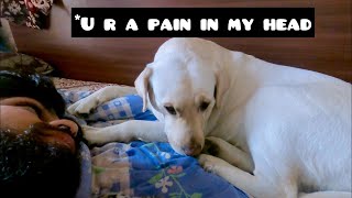 When I Irritate My Dog While He Wants To Sleep   Funny Dog Videos   #Shorts   Supermax by SuperMax The Labrador 6,263 views 2 years ago 1 minute, 1 second