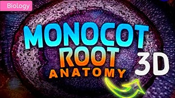 ANATOMY OF MONOCOT ROOT || 3D ANIMATION || @PW-NEETWallah