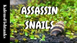 Assasin Snails Pros and Cons