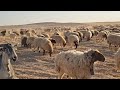 رعي الغنم في الصحراء رعي الغنم مهنه الأنبياء 