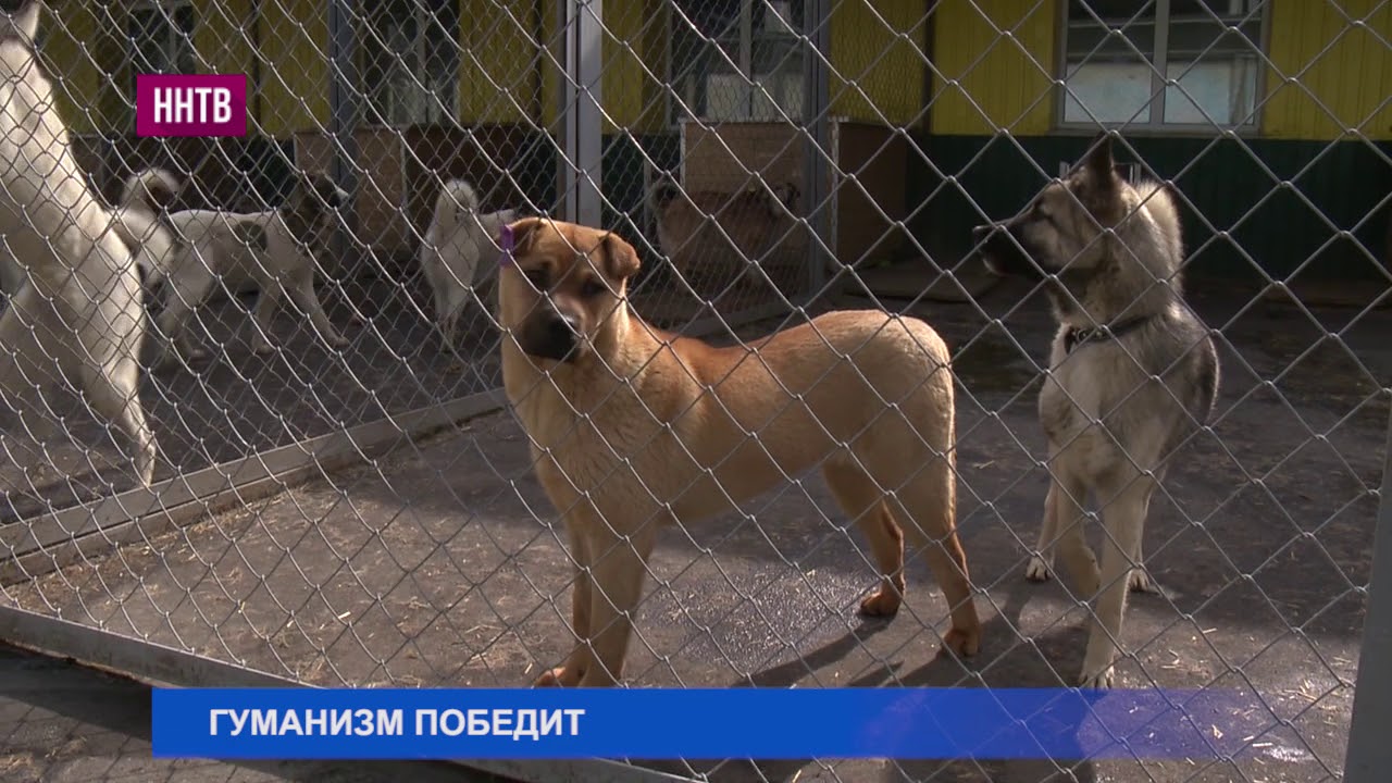 Гуманное отношение к бездомным животным - YouTube