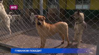 Гуманное отношение к бездомным животным Гуманное отношение к бездомным животным