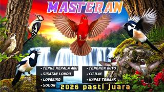 Dijamin Mental Juara  Masteran Untuk Semua Jenis Burung Kicau