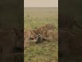 A Moment Of Survival Lions And A Warthog In Maasai Mara African Wildlife 