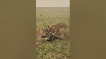 A live Warthog Being Eaten by a Pride of Lions 🦁 At Masaai Mara - Kenya 🇰🇪