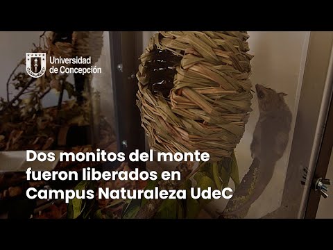 Dos monitos del monte fueron liberados en Campus Naturaleza UdeC