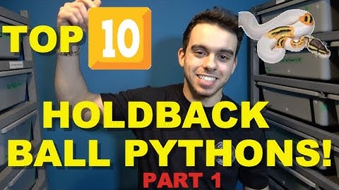 Top 10 Hold Back Ball Pythons From 2020!