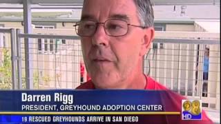 Greyhound Adoption Center on CBS 8