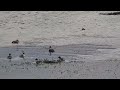 Avifauna en un día de verano humedal Tres Puentes