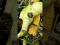 Засохшая кукуруза со скидкой! Налетай подешевело! #3