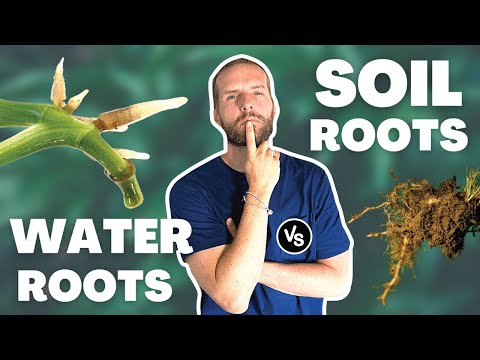 Videó: Gyakori vízben gyökerező növények: Ismerje meg a vízben növő gyökerű növényeket