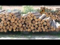 Exports of round wood logs pine from Ukraine | Supply to Turkey, India, China